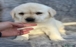 Labrador Retriever perros en venta: Labrafor amarillo  - Anuncio 4