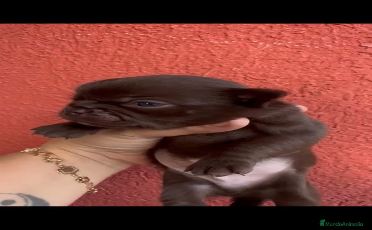 Chihuahua perros - Anuncio 3