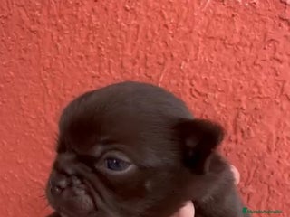 Chihuahua perros - Anuncio 4