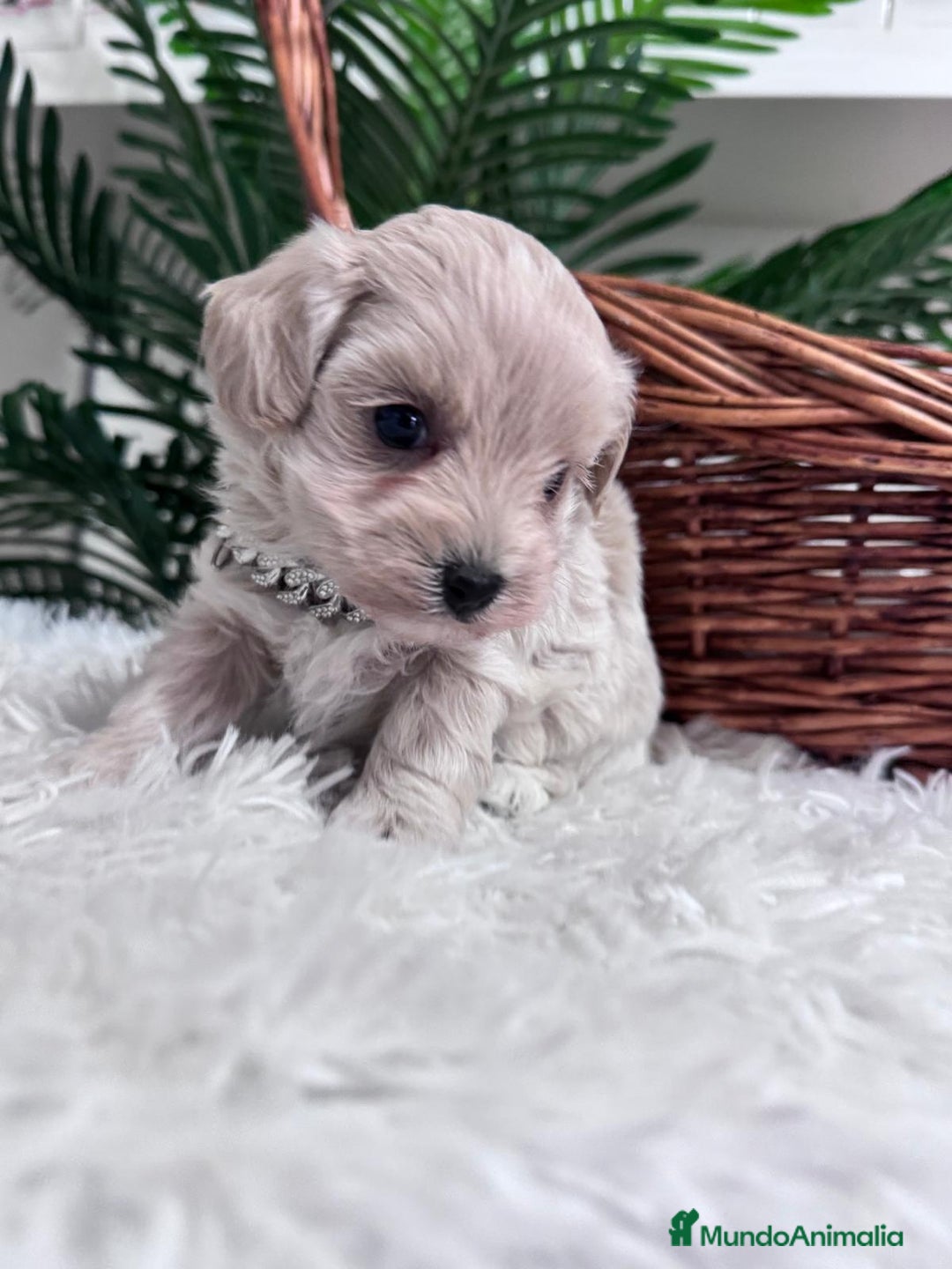Maltipoo perros en venta: MALTIPOO MACHO - Anuncio 2