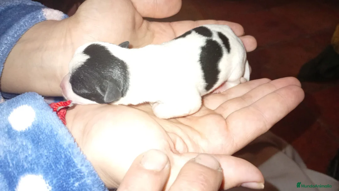 Chihuahua perros en venta: Camada de chihuahua - Anuncio 5