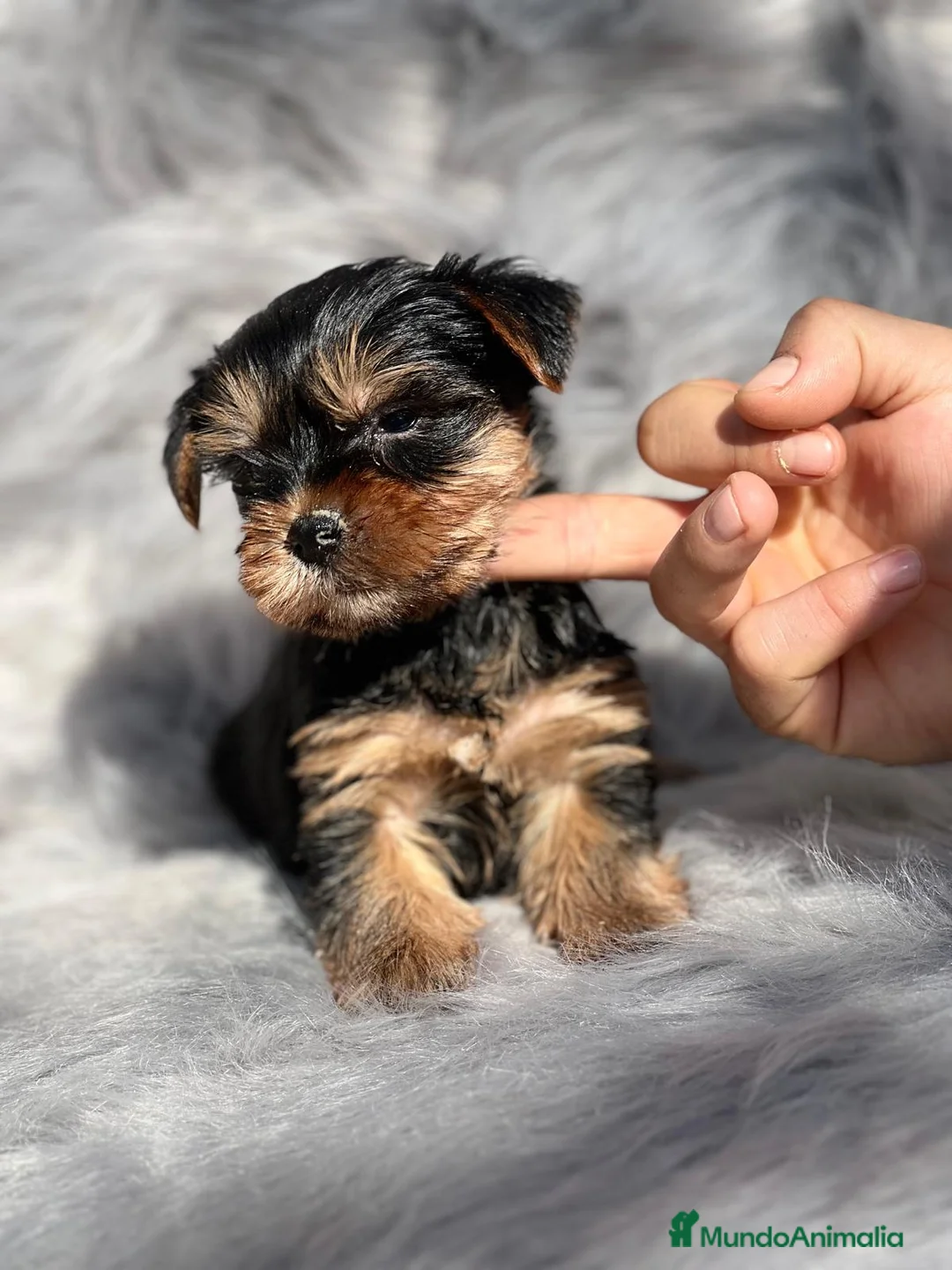Yorkshire Terrier perros en venta: YORKSHIRE TOY  en Barcelona - Anuncio 2