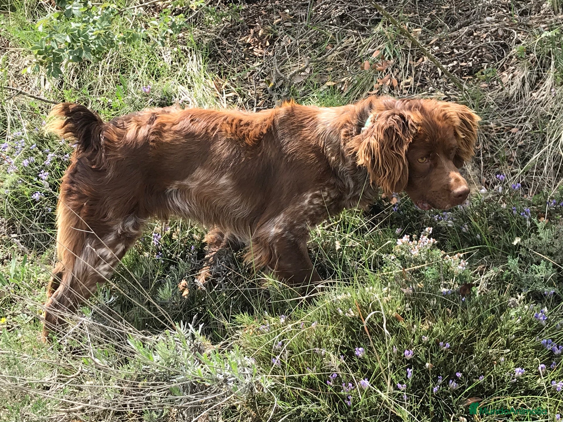 Épagneul Breton perros Epagneul bretón  - Anuncio 1