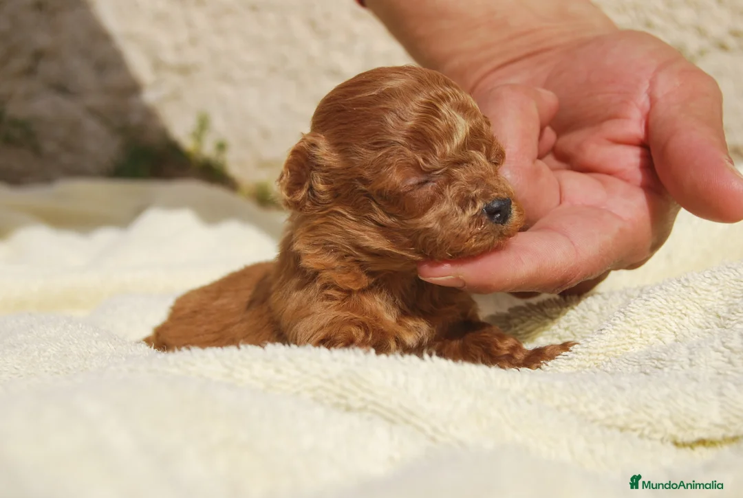 Caniche Toy perros en venta: Cachorros de Caniche toy / enano - Anuncio 12