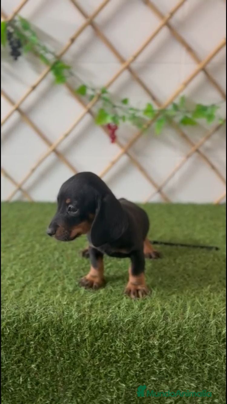 Teckel Miniatura perros TECKEL MINIATURA - Anuncio 21