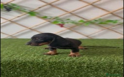 Teckel Miniatura perros en venta: TECKEL MINIATURA - Imagen 1