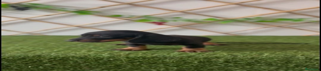 Teckel Miniatura Cachorro 1