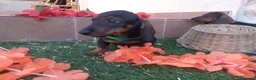 Teckel perros en venta: Preciosos Teckel pelo corto  - Anuncio 1