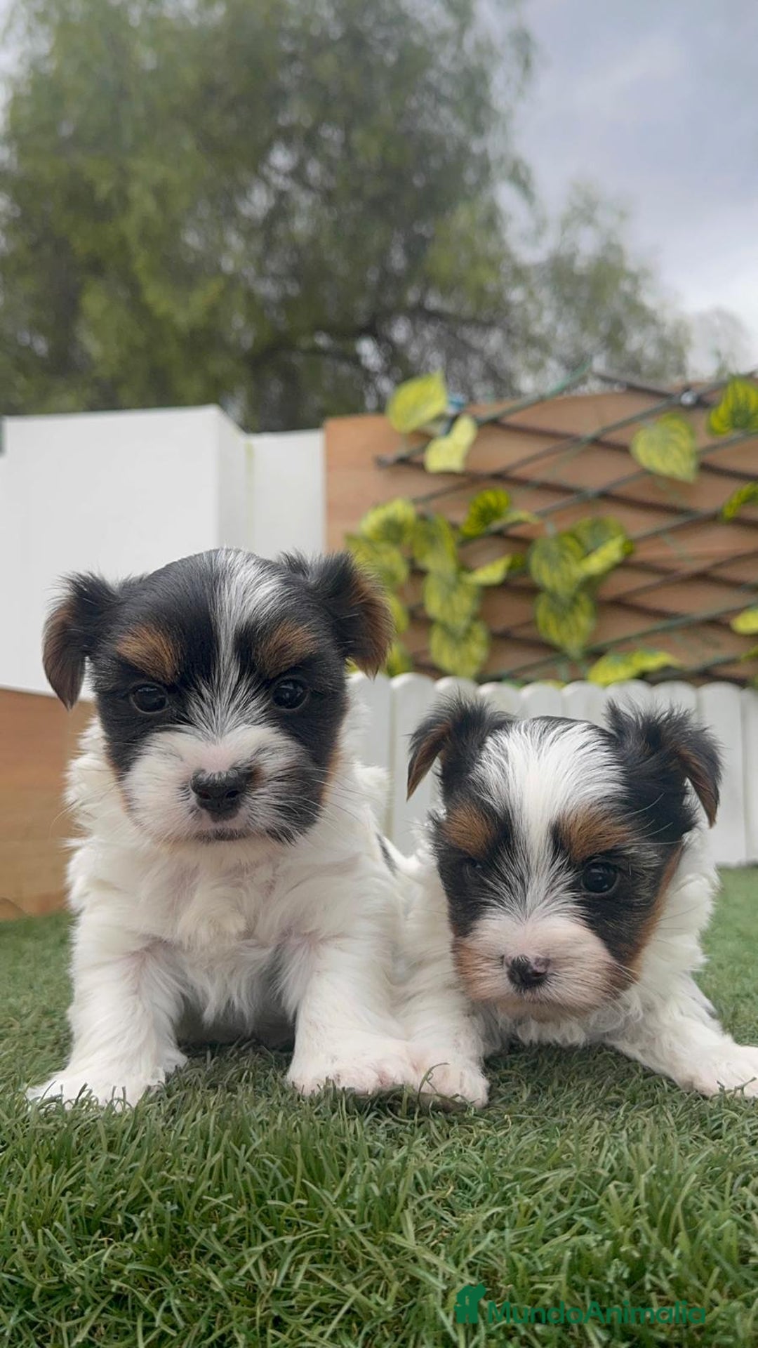 Yorkshire Terrier perros en venta: YORKSHIRE BIEWER - Anuncio 9