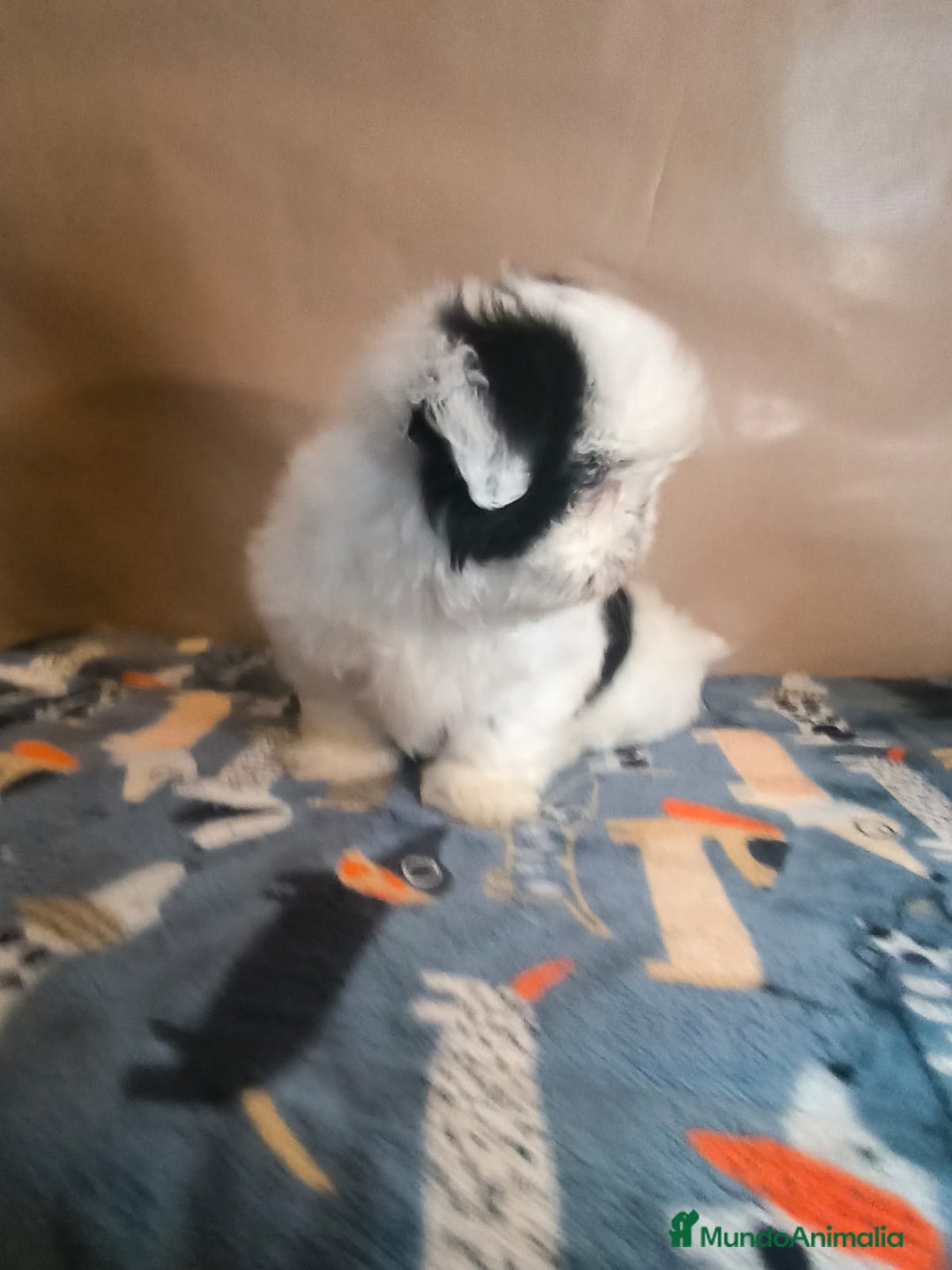 Shih Tzu perros en venta: Shit tzu mini - Anuncio 7