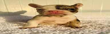 Bulldog Francés 1