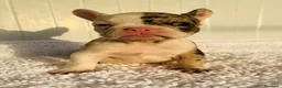 Bulldog Francés perros en venta: Bulldog francés  - Anuncio 6