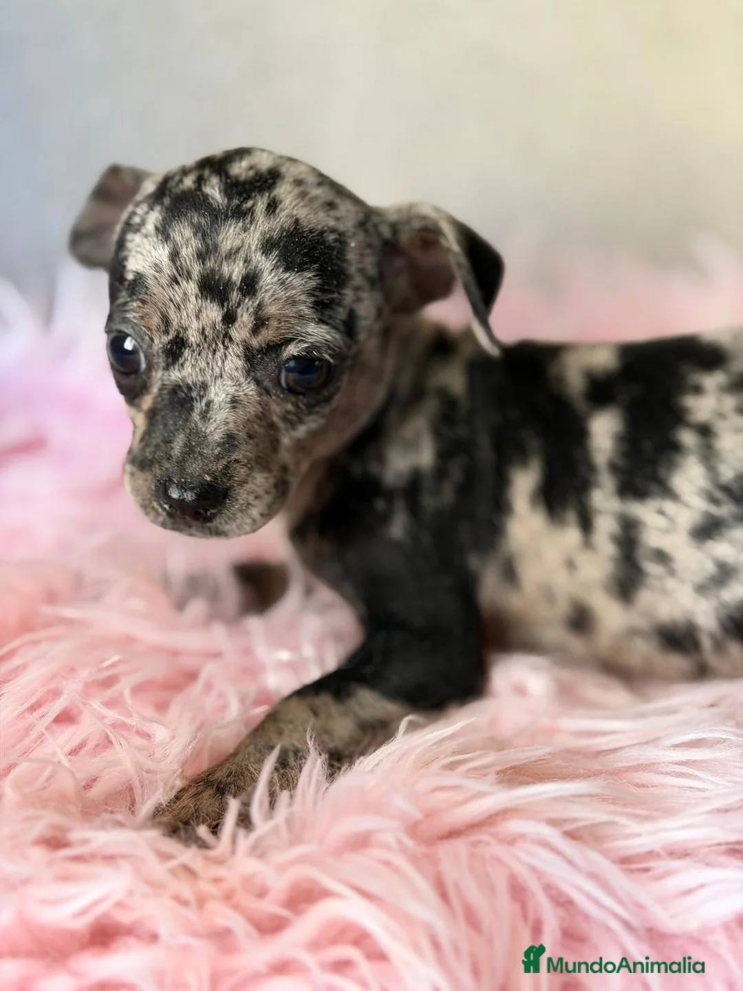 Pinscher Miniatura perros en venta: MINI PINCHER MERLE HEMBRA  - Anuncio 4