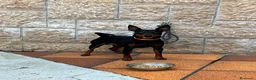 Pinscher Miniatura perros en venta: Pincher Miniatura  - Anuncio 3