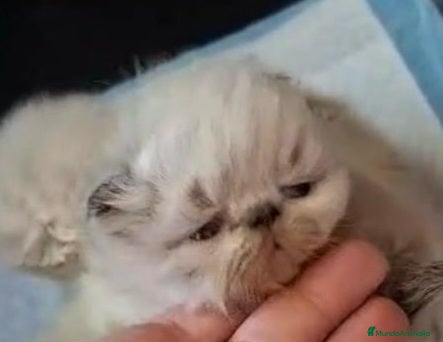 Persa gatos Persas mallorca - Anuncio 16