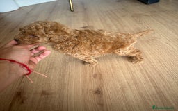Raza Mixta perros en venta: caniche  - Imagen 4