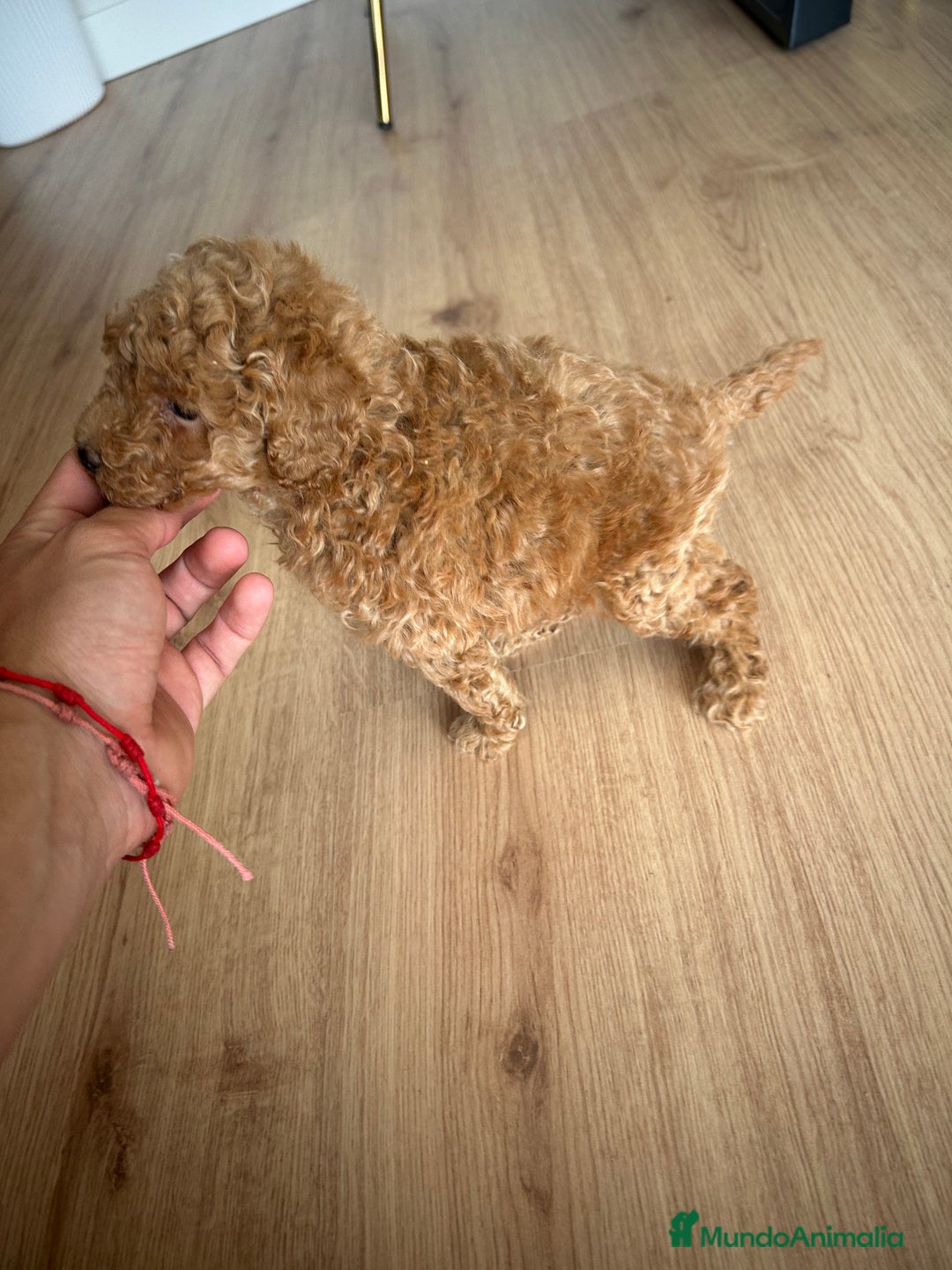 Raza Mixta perros en venta: caniche  - Imagen 4