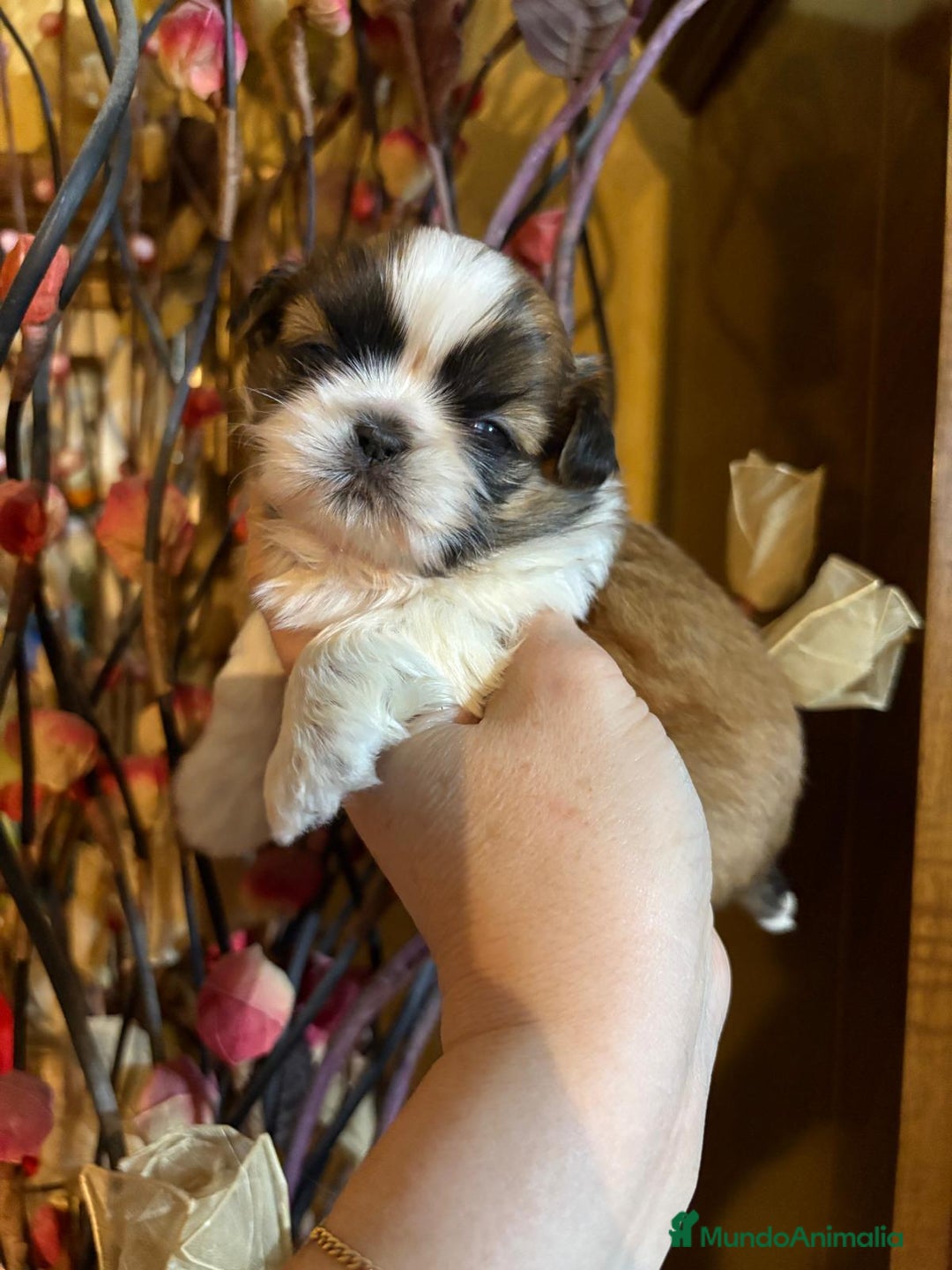 Shih Tzu perros en venta: Shih tzu se admiten reservas - Imagen 7