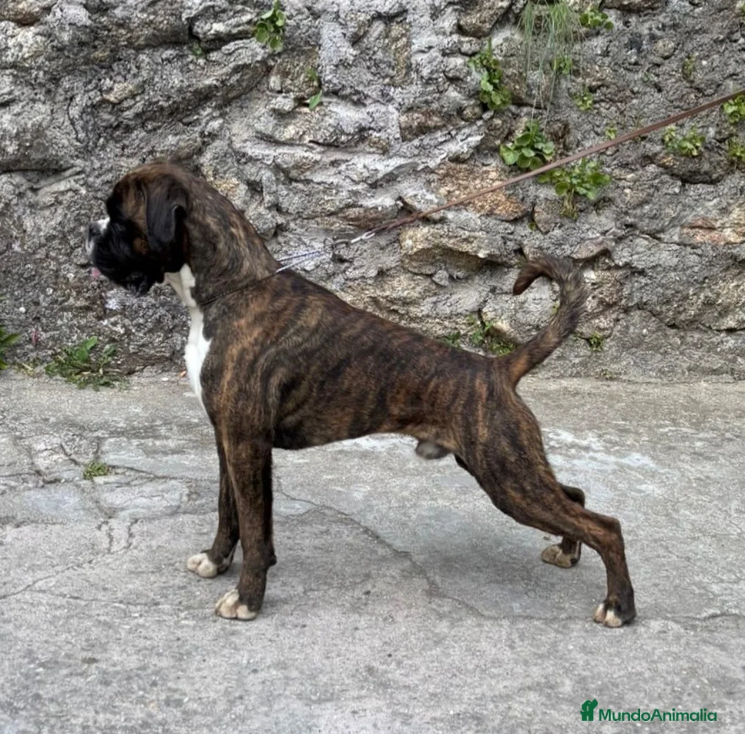 Boxer perros en venta: Cachorros de boxer - Anuncio 6