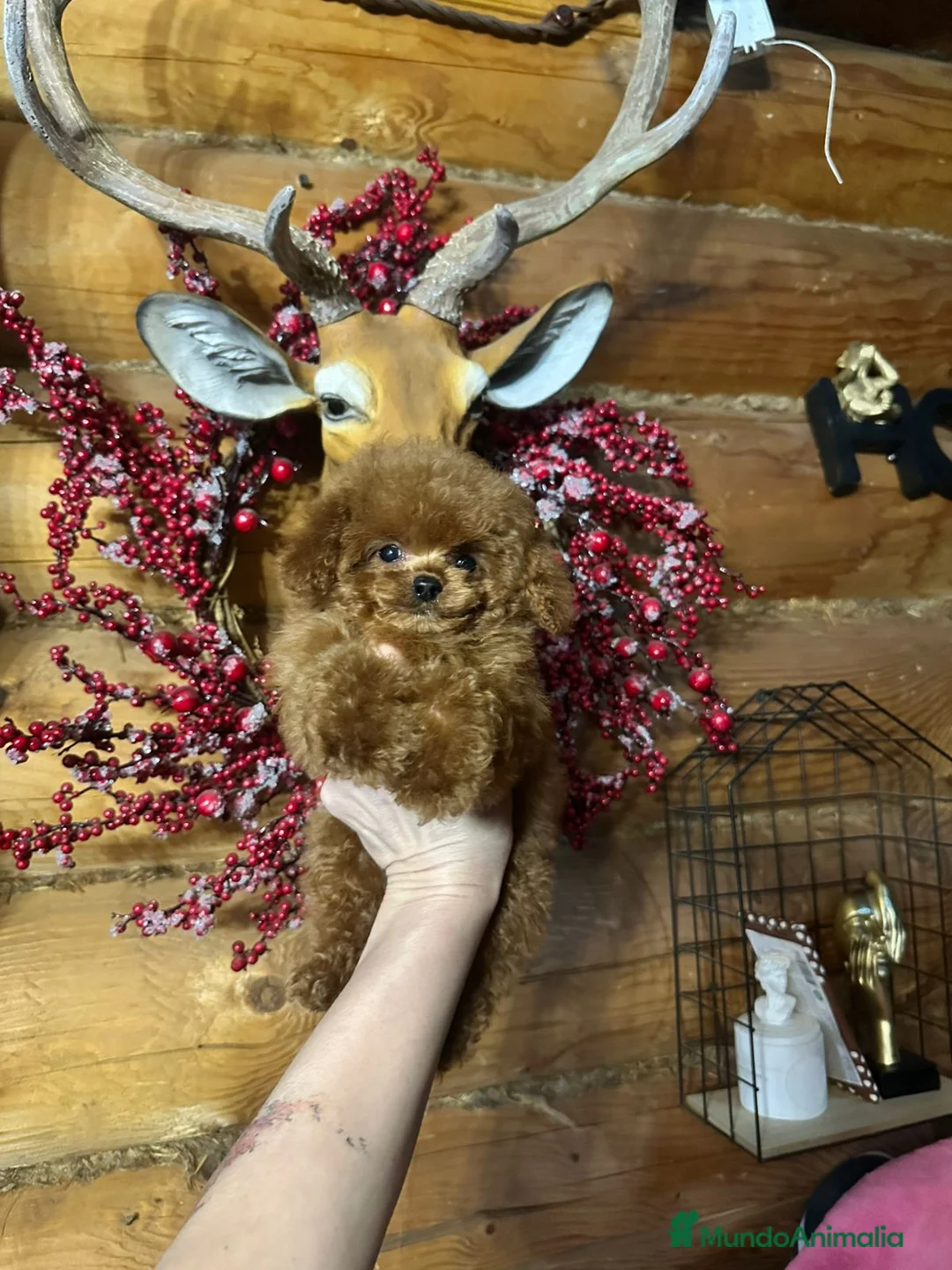 Caniche Toy perros en venta: Hembrita asiática tasita de te  - Anuncio 3