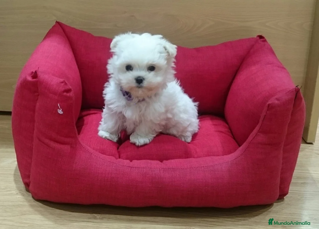 Bichón Maltés perros en venta: Bichón Maltés machos y hembras en Barcelona - Anuncio 4