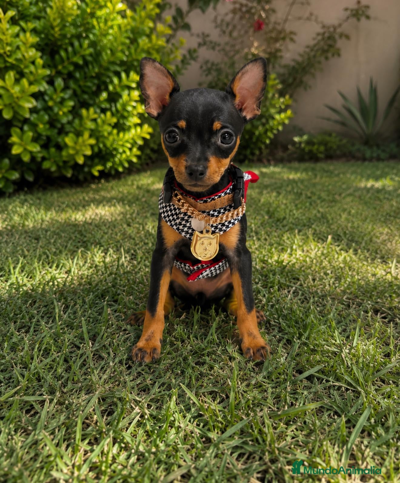 Pinscher Miniatura perros Pinscher - Anuncio 1