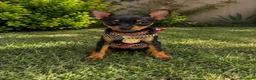 Pinscher Miniatura perros en venta: Pinscher - Anuncio 1