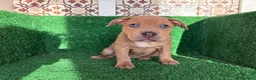American Pit Bull Terrier perros en venta: pitbull - Anuncio 14