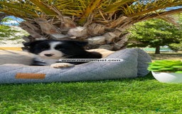 Teckel Miniatura perros en venta: CRIADERO BORDER COLLIE - Imagen 1