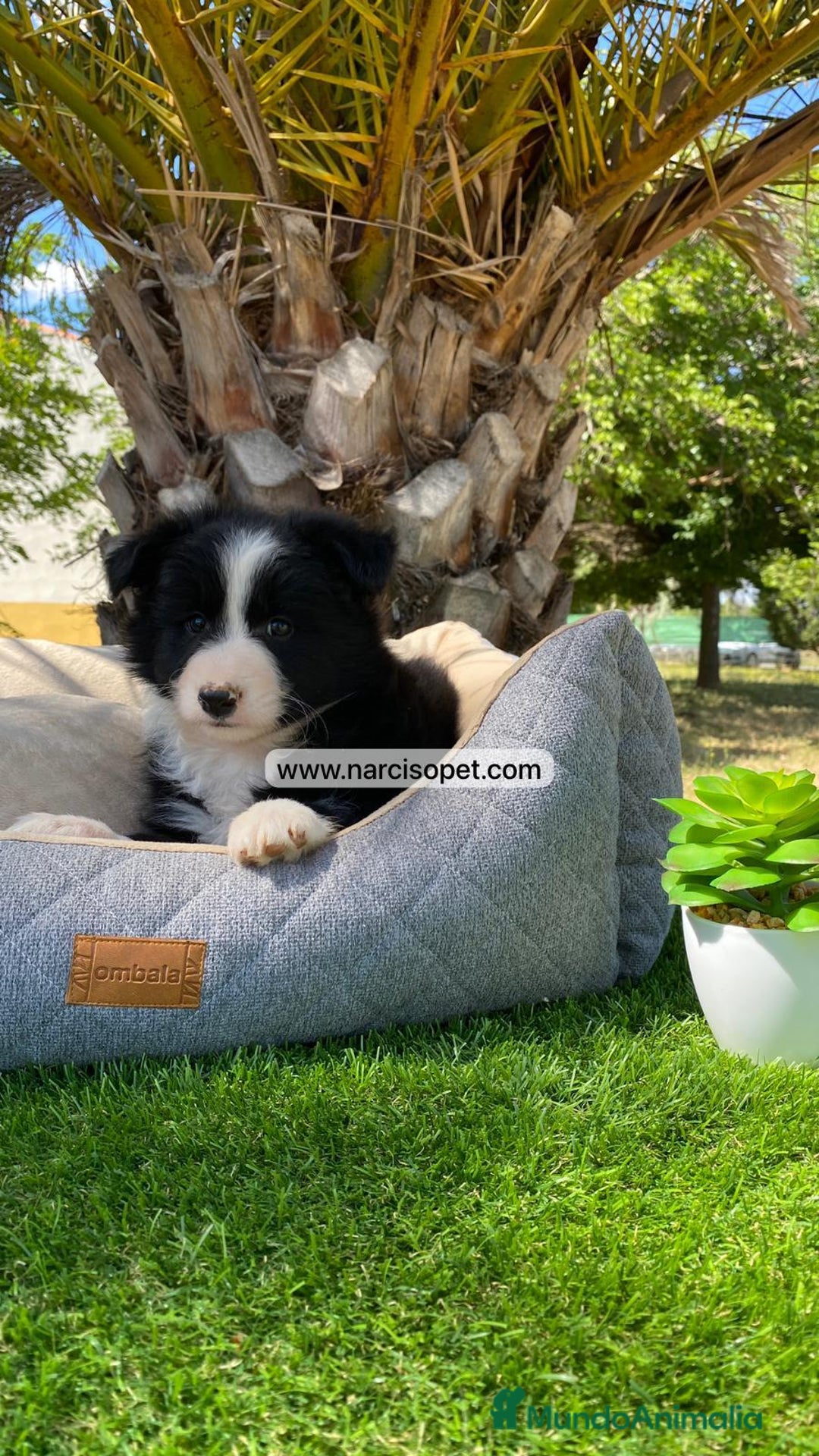 Teckel Miniatura perros en venta: CRIADERO BORDER COLLIE - Imagen 1