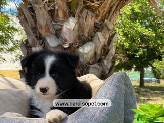 Teckel Miniatura perros CRIADERO BORDER COLLIE - Anuncio 2