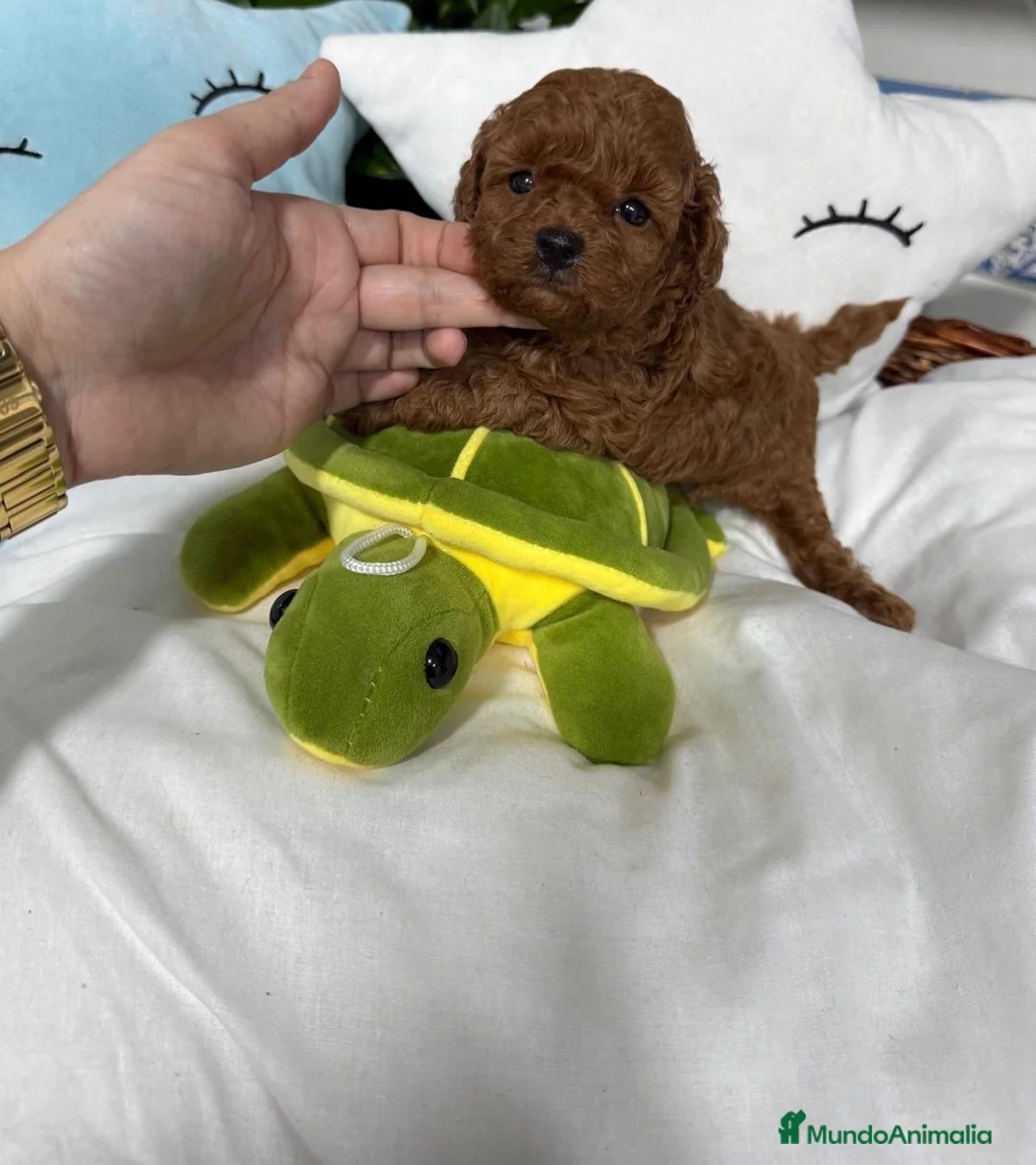 Caniche Toy perros en venta: Caniche toy !!! - Anuncio 8