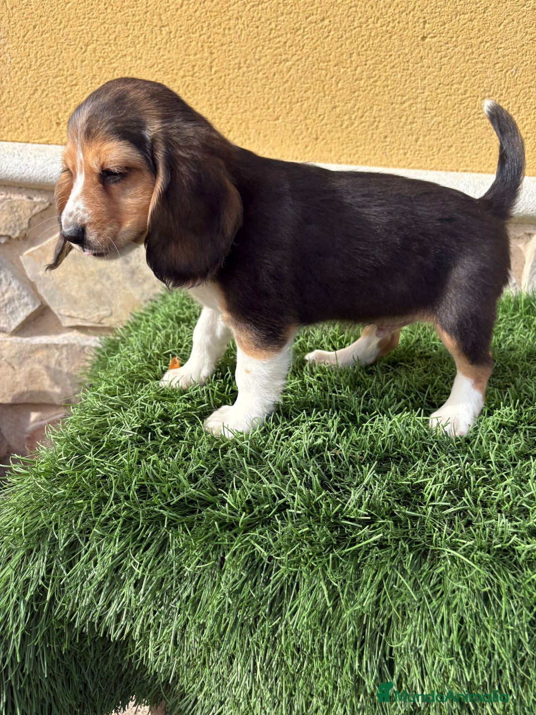 Beagle perros en venta: Preciosos cachorros de Beagle  - Anuncio 12