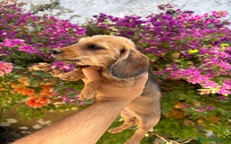 Teckel Miniatura perros en venta: Teckels pelo duro miniatura  - Imagen 2
