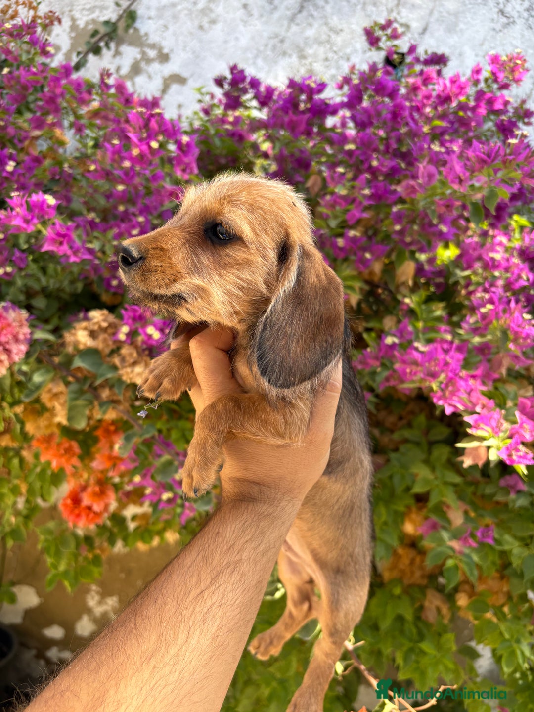 Teckel Miniatura perros en venta: Teckels pelo duro miniatura  - Imagen 2