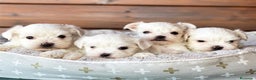 Bichón Maltés perros en venta: Cachorros de Bichon Maltes en Madrid - Anuncio 3