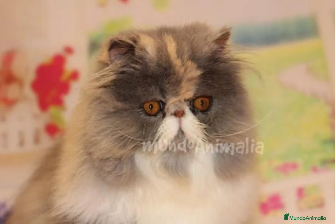 Imagen de galería {{count}}