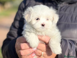 Bichón Maltés perros en Barcelona - Anuncio 13