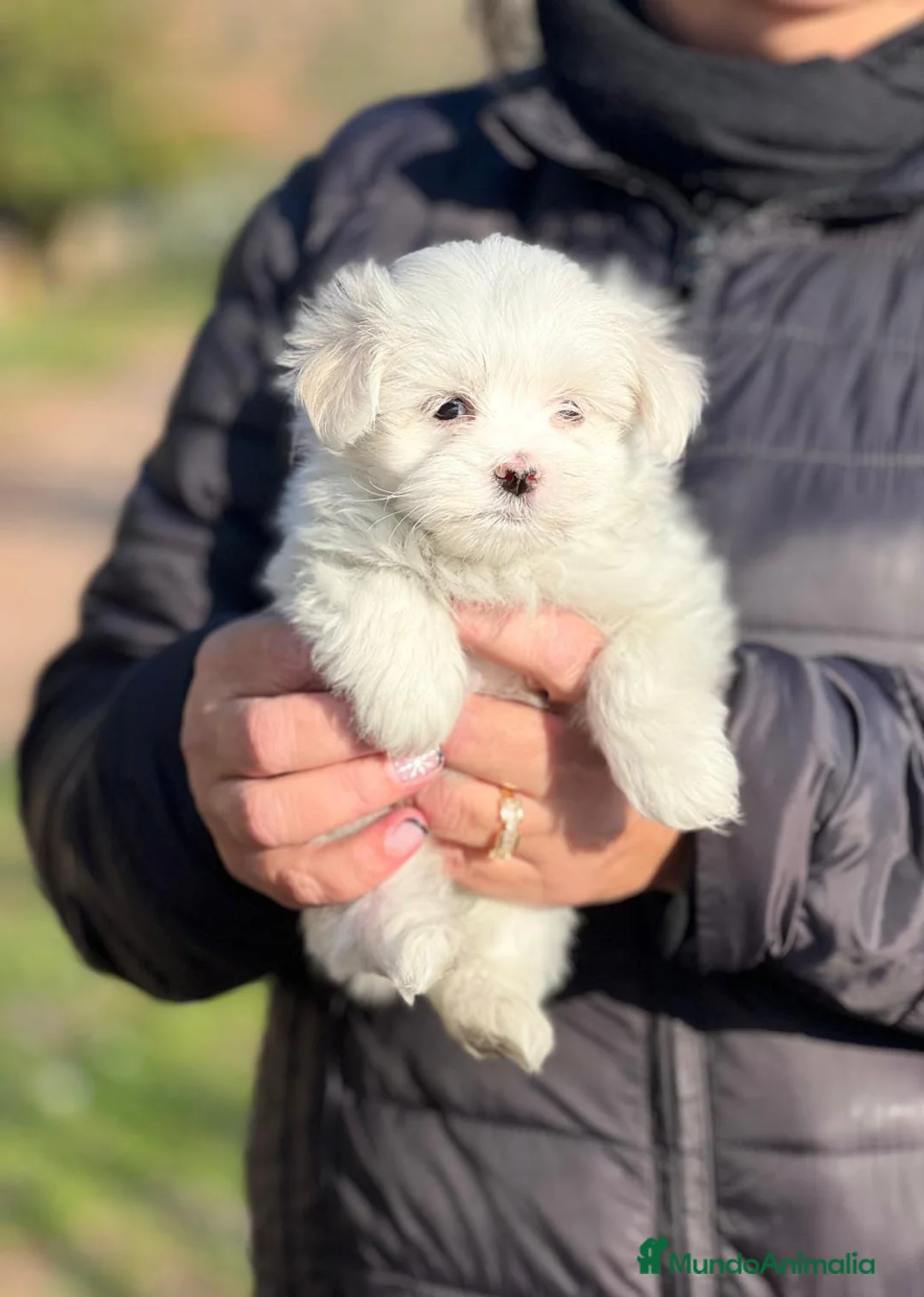 Bichón Maltés perros en venta: BICHÓN MALTES TOY COREANO en Barcelona - Anuncio 1