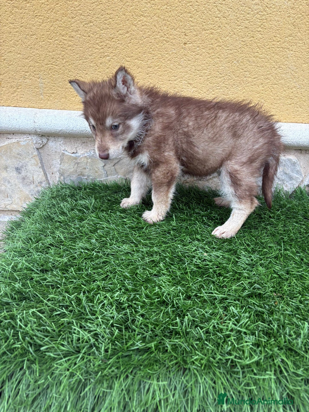 Husky Siberiano perros en venta: Hembra Husky Siberiano roja  - Anuncio 12