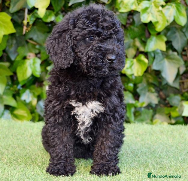 Perro de Agua Español perros CACHORRO PERRO DE AGUA ESPAÑOL  - Anuncio 15