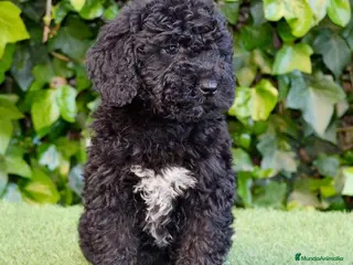 Perro de Agua Español perros CACHORRO PERRO DE AGUA ESPAÑOL - Anuncio 15