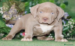 American Bully perros en venta: AMERICAN BULLY XXL CRIADORES  622 41 47 93  - Imagen 2