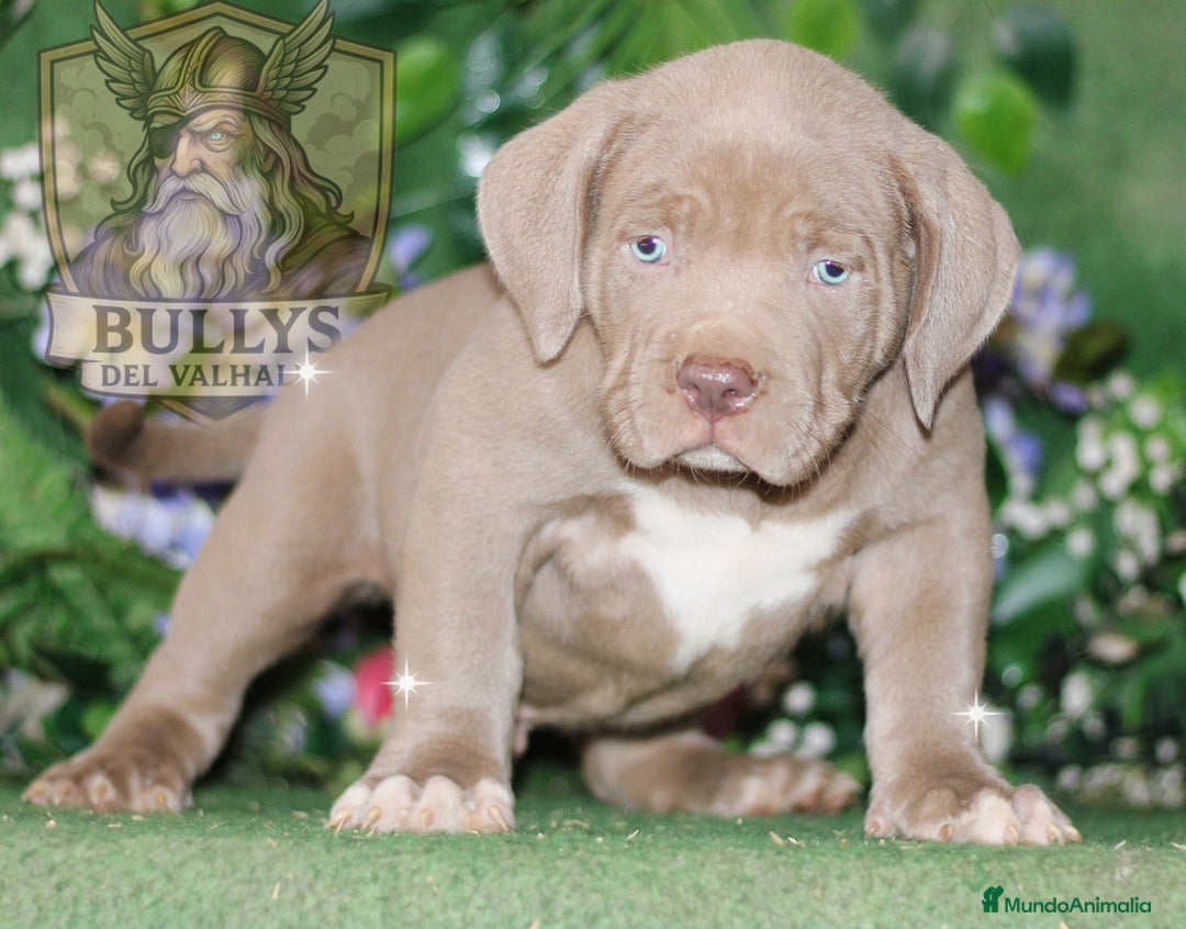 American Bully perros en venta: AMERICAN BULLY XXL CRIADORES  622 41 47 93  - Imagen 2