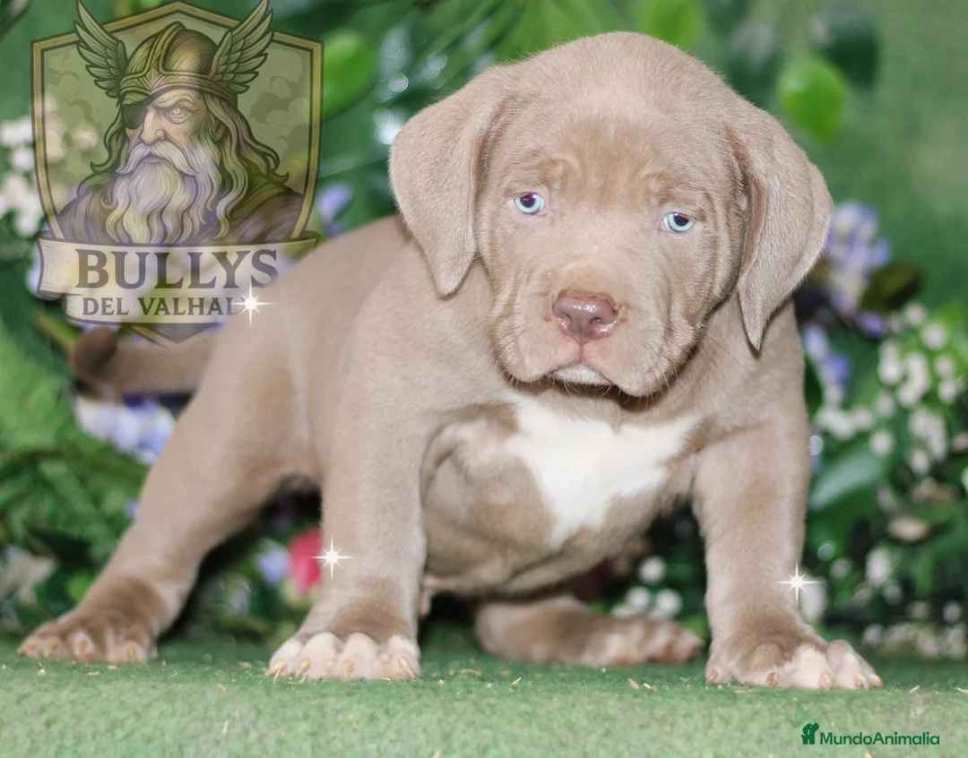 American Bully perros en venta: AMERICAN BULLY XXL CRIADORES  622 41 47 93  - Anuncio 2