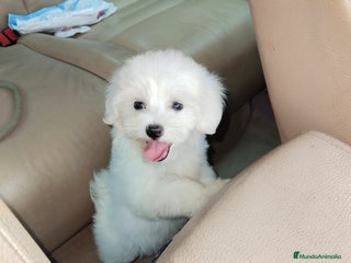 Bichón Maltés perros - Anuncio 7
