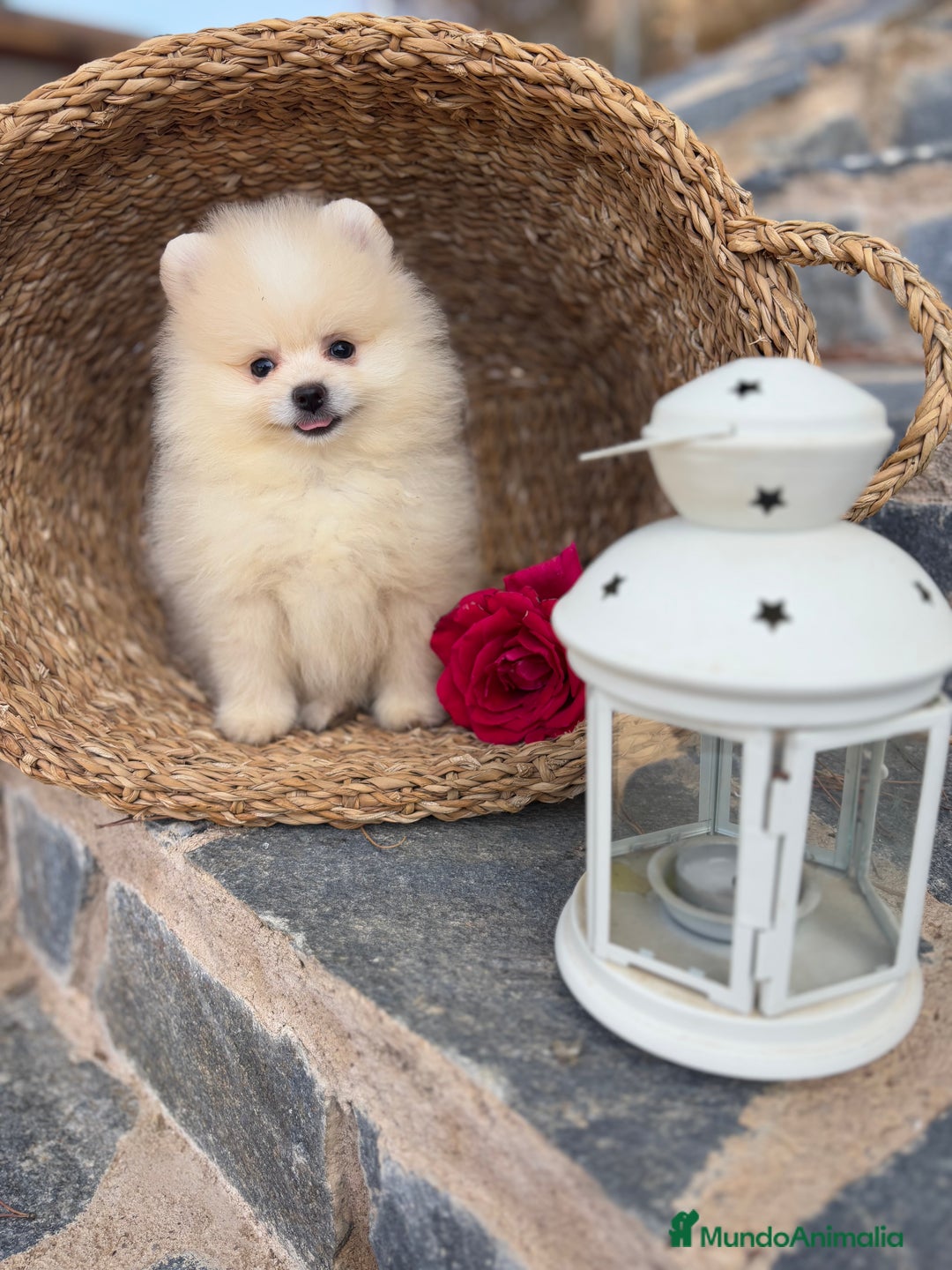 Pomerania perros en venta: Pomerania listo para entregar  - Imagen 1