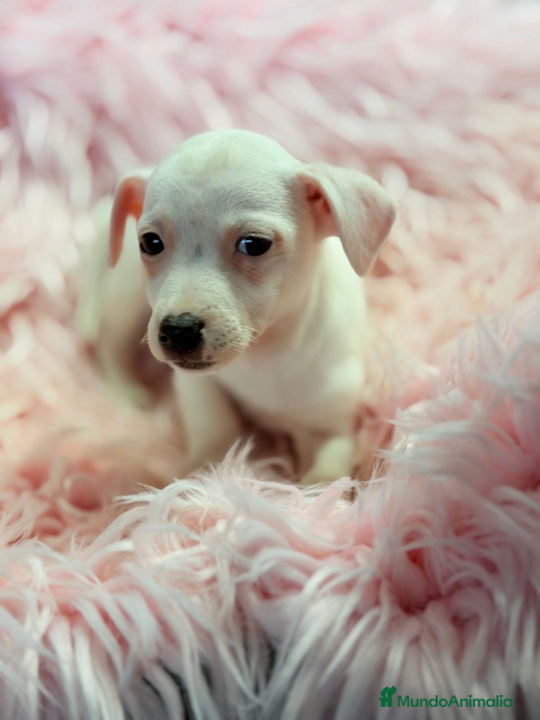 Jack Russell Terrier perros en venta: Jack Russell hembra  - Anuncio 4