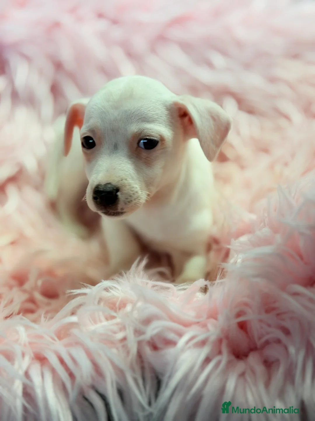 Jack Russell Terrier perros en venta: Jack Russell hembra  - Anuncio 4