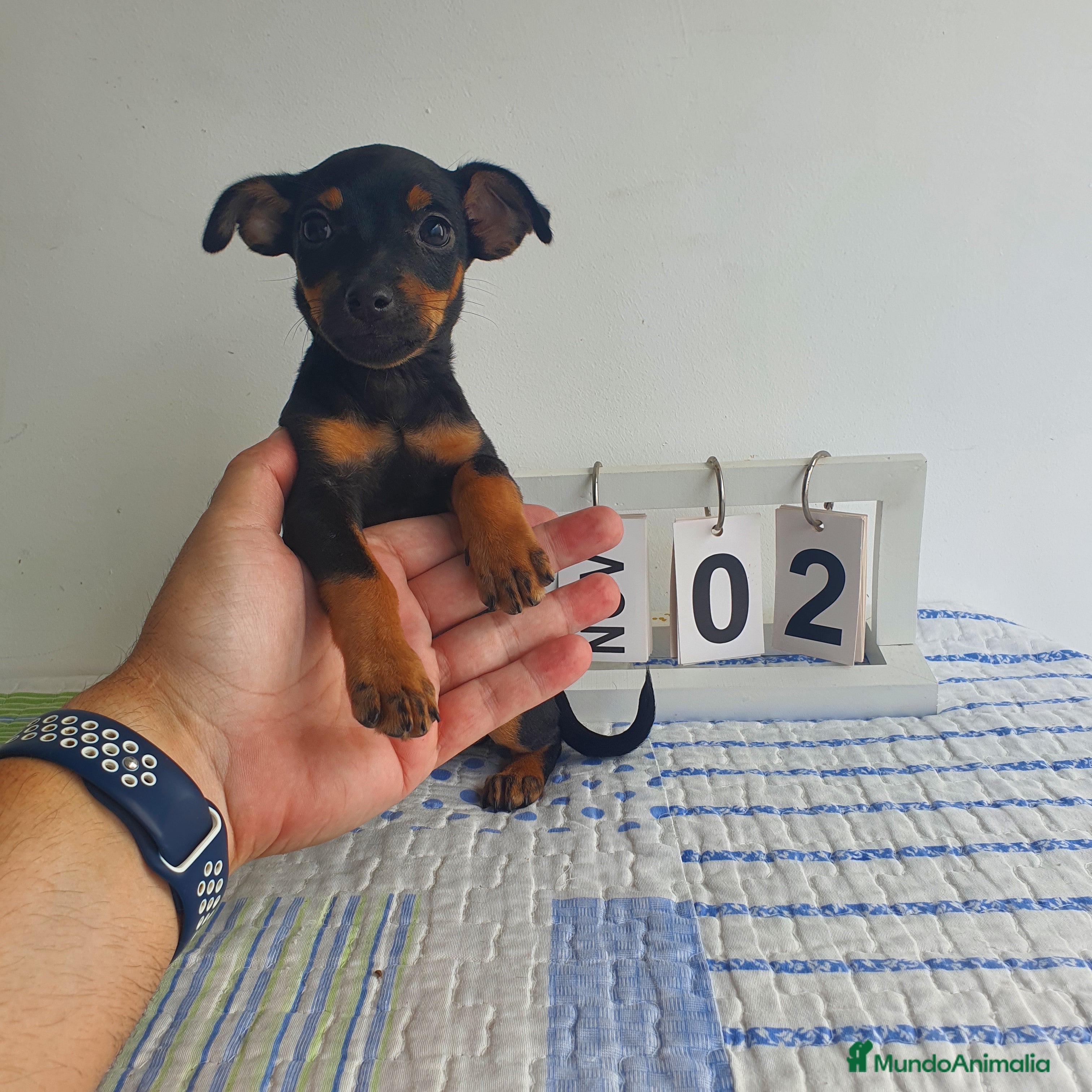 Pinscher Miniatura perros Pincher miniatura  - Anuncio 1